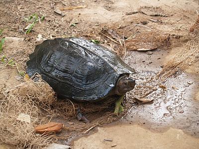 Mekong, un río de vida - Kratie (Camboya)
