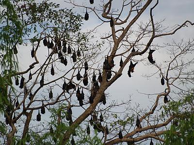 Mekong, un río de vida - Kratie (Camboya)