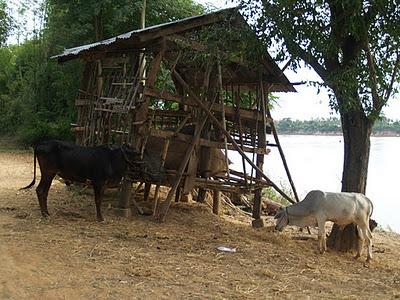 Mekong, un río de vida - Kratie (Camboya)