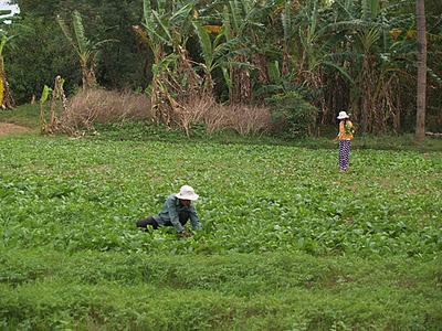 Mekong, un río de vida - Kratie (Camboya)
