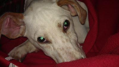 PECAS!! NOVEDADES, ALGUIEN PUEDE VER ÉSTOS OJITOS??