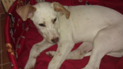 PECAS!! NOVEDADES, ALGUIEN PUEDE VER ÉSTOS OJITOS??