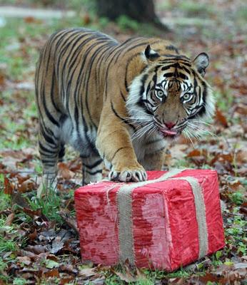 El tigre y su regalo