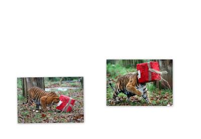 El tigre y su regalo