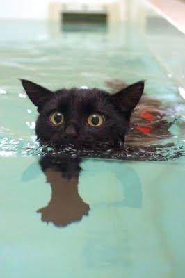 Nado como un pez, pero soy un gato