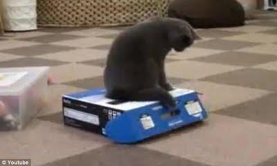 El cuento del gatito negro, la gatita blanca y la caja