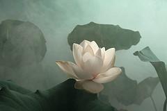 …Imposible pasar por ahísin que fuese tocada mi almaBashô...