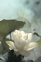 …Imposible pasar por ahísin que fuese tocada mi almaBashô...