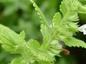 Aceite esencial Melisa