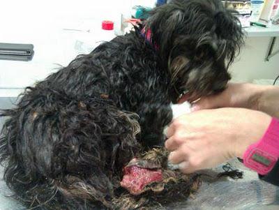 MIMO, UN CASO EXTREMO DE BARBARIE EN MURCIA.