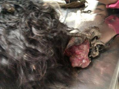 MIMO, UN CASO EXTREMO DE BARBARIE EN MURCIA.