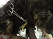 Mimo, caso extremo barbarie murcia.