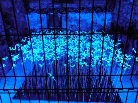 fernando-bermejo-jardin-de-flores