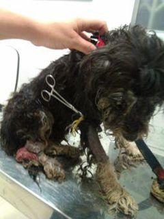 (MURCIA) MIMO, UN Caso extremo de barbarie Murciana....:-(