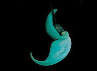 Flores fotos color intenso