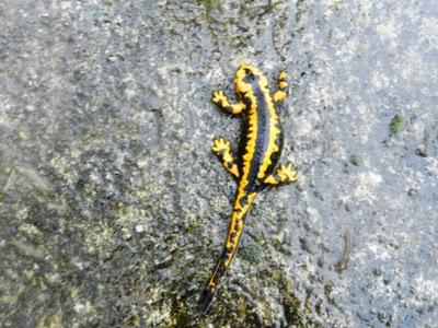 Una salamandra sorprendida por el frío
