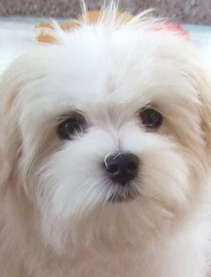 Cuidados del Bichón Maltés Cuidados del Bichón Maltés