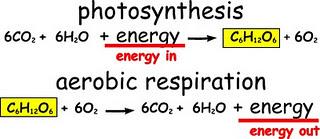 ¡Sácame esa planta de la habitación que me asfixio!