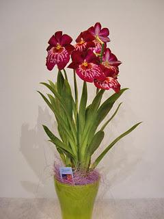 ¡Sácame esa planta de la habitación que me asfixio!