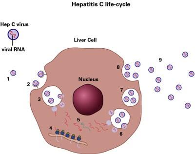 Tratamiento con etanercept en psoriasis y artritis psoriasica e infección por hepatitis C