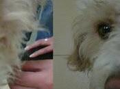 Pequeña maltratada dejada perrera como despojo. (córdoba)