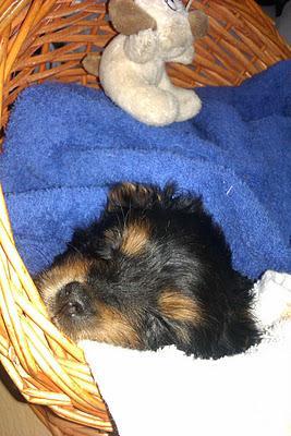 Las Ultimas hechuras del 2011 1ª parte Las Ultimas hechuras del 2011 1ª parte