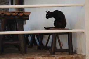 ¿Noche sin luna? (Tossa de Mar, Barcelona, 8-01- 2012) ¿UNA NOCHE SIN LUNA… O CON ESTRELLAS PARA SOÑAR?