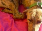 Zaira, galga atropellada