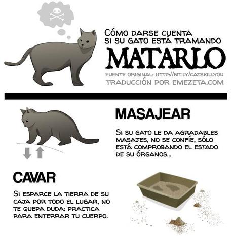 Cómo darse cuenta de que tu gato quiere matarte