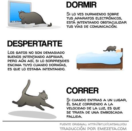Cómo darse cuenta de que tu gato quiere matarte