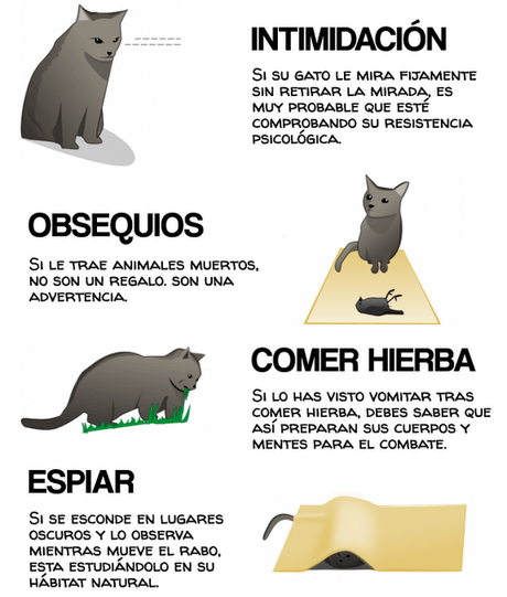 Cómo darse cuenta de que tu gato quiere matarte