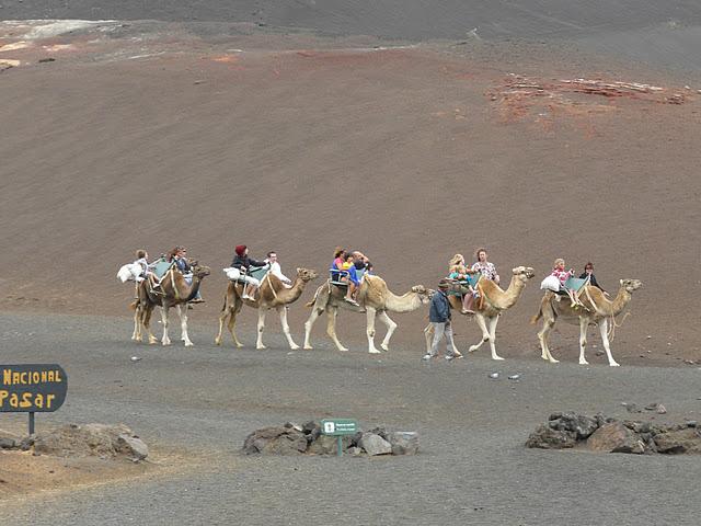 el Timamfaya en camello
