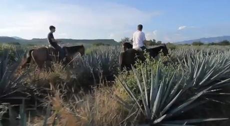 Lo que no sabías del Tequila