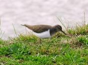 andarríos chico caza orugas