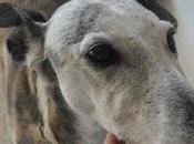 Solo necesitan euros para salvar esta galguita perrera. matarán viejita. (valencia)‏