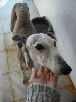 SOLO SE NECESITAN 85 EUROS PARA SALVAR A ESTA GALGUITA DE LA PERRERA. LA MATARÁN POR VIEJITA. (VALENCIA)‏