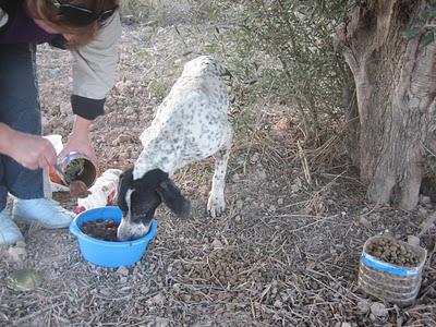 Pointer y Braco en estado lamentable en la calle. Urge acogida. Murcia