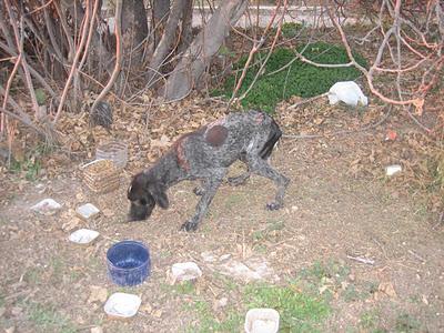 Pointer y Braco en estado lamentable en la calle. Urge acogida. Murcia