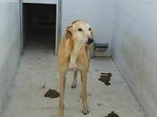 SOS! AYUDA, perrera llena ¡SACRIFICAN TODOS 26/1! invisibles ¡NADIE PREGUNTA ellos! BADAJOZ