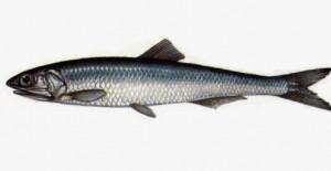 Qué Pescados.. contra el Alzheimer? Aquí te lo contamos