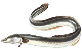 Qué Pescados.. contra el Alzheimer? Aquí te lo contamos