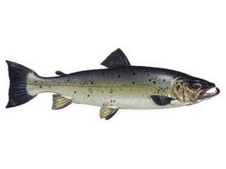 Qué Pescados.. contra el Alzheimer? Aquí te lo contamos