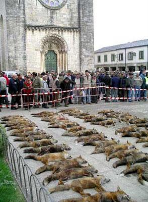 Matanza de zorros en Galicia por el placer de matar.