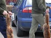Matanza zorros Galicia placer matar.