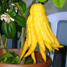 Mano de Buddha, Fruta