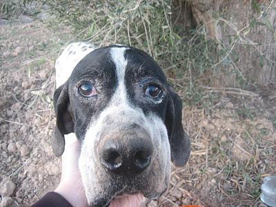 Pointer y Braco en estado lamentable en la calle. Urge acogida. Murcia