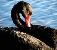 black-swan.jpg