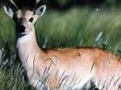 Keh-venado