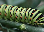 Eliminar plagas neblina