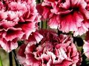 Sextina trigo entre todas flores... elige clavel.